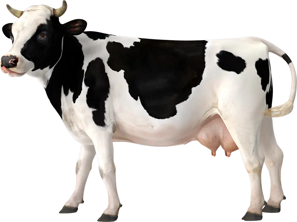 cow